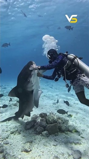 The Shark That Eats Almost Anything! 🦈😱 #amazingfacts #vibescroll