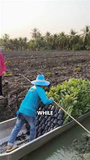 Smart Guava Farming System! The Canal Design That Boosts Harvest Efficiency 🍈🚜