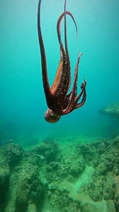 714K views · 23K reactions | This octopus is dancing for us | I Love The Ocean | Facebook