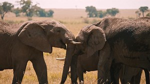 Elephants Social Behavior in Wild Grassland