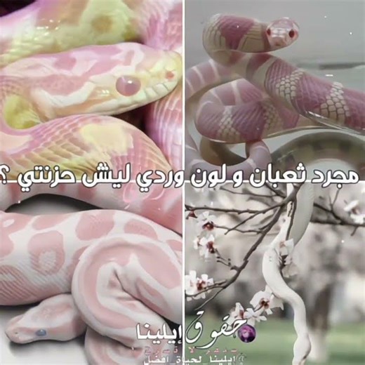 فكـ@ـرتي 💞🙏🏻 #غيو_لإيلينا #نطالب_بطرد_الاوتاكو_لليابان #ريو_لإيلينا #ميتسوري_لإيلينا #هيناتا_لإيلينا