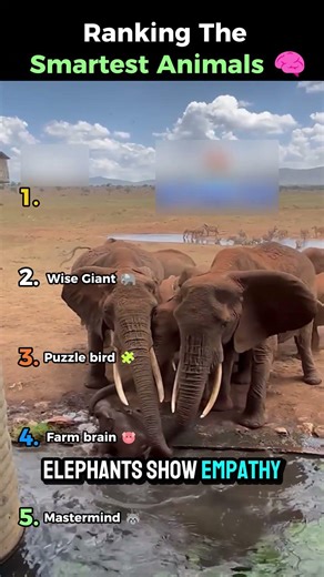 Top 5 Smartest Animals In The World 🧠🐾