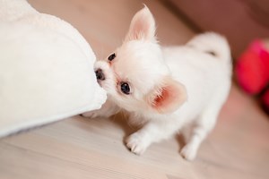 5 Types of Chihuahua You Might Not Have Heard Of