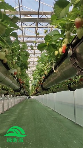 Strawberry Cultivation in Hydroponic Greenhouses