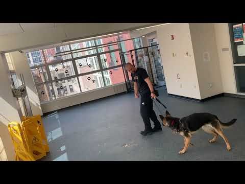 ASPCA Tips for Leash Handling: Offer a Treat from Your Free Hand