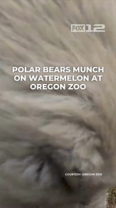 7.6K views · 100 reactions | Although they're known for their hunting skills, polar bears like Nora and Amelia Gray are omnivores who enjoy a crunchy plant snack, according to the Oregon Zoo Pawsitively delicious! | FOX 12 Oregon | Facebook