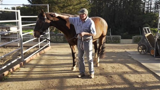 Why Wednesday ~ I’ve just started practicing the Bladder Meridian, but it takes me a long time. Is it absolutely necessary to do the entire meridian every time? Answer: This is such a frequent question when you’re first learning. As Jim explains in the video, the Bladder Meridian is always a great place to start, but it doesn’t have to be an “all or nothing” process. If time is limited, your intention can simply be to help the horse relax and get on the same page with you. You can start at diffe