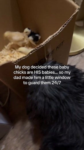 Dog Protects Baby Chicks: Maltipoo Guardian Window