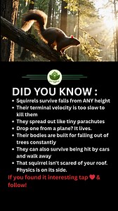 Drop a squirrel from a plane. It survives. 🐿️ Not joking. Their terminal velocity - the max speed they can fall - isn't fast enough to kill them. Low body weight. High surface area. They spread out like furry little parachutes. Fall from a tree? Fine. Fall from a skyscraper? Also fine. They evolved to fall. Constantly. From everything. And just walk it off. That squirrel on your roof isn't scared of heights because physics literally can't hurt it. Meanwhile, you trip on a curb and need ice. Evo