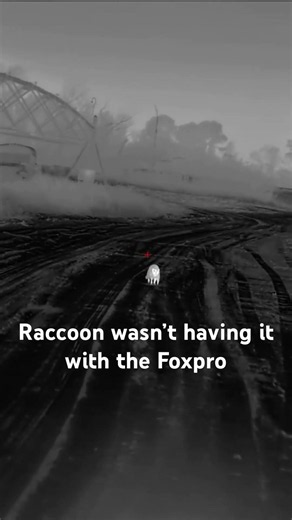 RACCOON GOES FERAL ON THE FOXPRO 😳🦝 #shorts