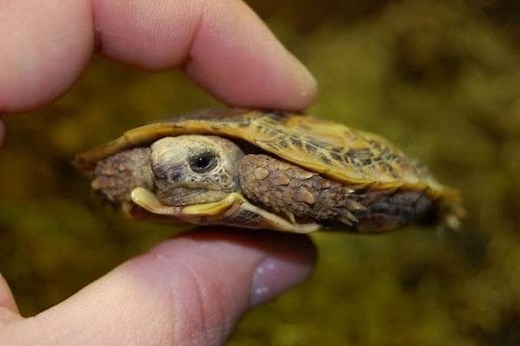 Pancake Tortoise Care Sheet | Reptiles' Cove