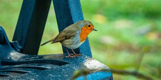 How to stop birds pooping on your patio: 6 expert tips