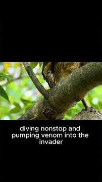 The Bee-Eater vs Wasp Kingdom