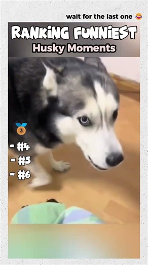 Ranking THE FUNNIEST HUSKY Moments #dogs #husky #dogs #funny