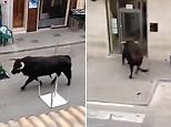 Bull hides inside a bank to escape bull run in Valencia, Spain