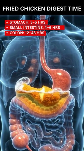 Fried Chicken Digestion Time Will Shock You! ⏳ #guthealth #healthyeating