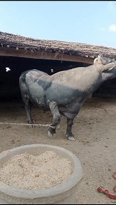 Thariri Mohabat Town on Reels