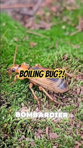 This insect doesn’t bite… it EXPLODES.