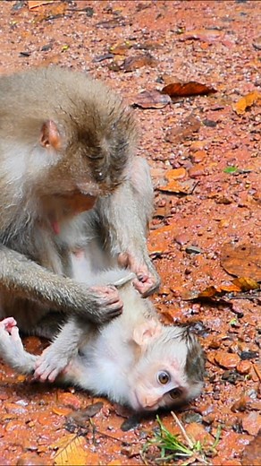 5.8K views · 88 reactions | How deep sad big baby cry for milk with mom care | Nature Life | Facebook