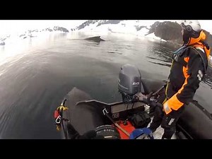 'Whale Cams' Track Feeding Habits of Minke and Humpbacks in Antarctica