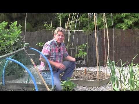 PLANTING OUT RUNNER BEANS