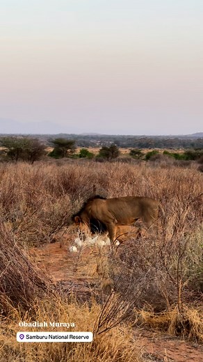 1.3K views · 63K reactions | NATURE IS METAL Bringing nature close...
