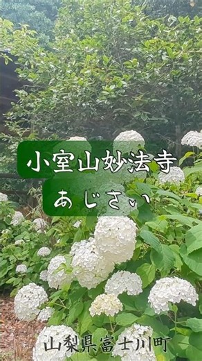 山梨県富士川町「小室山妙法寺」のあじさい