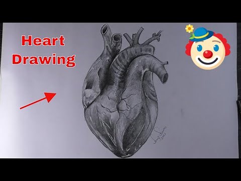 Realistic Heart Drawing Step by step / How to draw heart easy / Real Heart Drawing