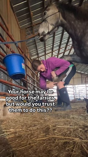 1.7K views · 870 reactions | Scout thinks he has to be a part of everything I do Yes-I know they make stands for a horse to put their hooves on, but I only do my own horses and this works just fine! | Talia’s Mustangs | Facebook