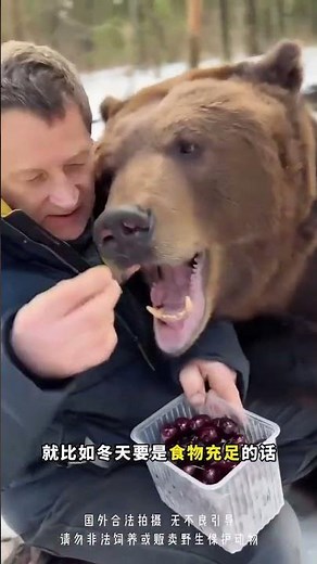 Do Bears Really Hibernate? The Truth Unveiled