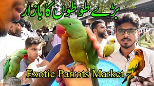 Lalukhet Exotic birds and parrots market Yellow Ringneck Parrots, Raw Parrots, Indian Ringneck Parrots, Grey Parrots Baby, Ringneck Parrot Kids, Cockatoo Parrots, Sun Conure Partots, etc, Prices in Karachi Pakistan Latest Updates, it's a lalukhet sunday birds market Karachi Pakistan there is all birds/pet's available like a budgies parrots, ringneck parrot, sun conure partots, macaw parrots, cockatoo parrots, african grey parrots, lovebirds partots, fisher partots, lutino partots, talking parrot