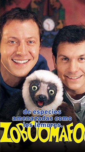 Nace el bisnieto de «Zoboomafoo», el encantador lémur que marcó la infancia de toda una generación