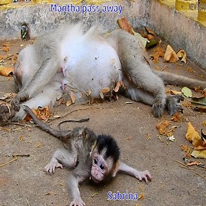 The mother monkey saved the baby monkey from the narrow cave #Monkey | Dogs are our Soulmate