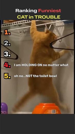 Funniest CAT in trouble #cat #catvideos #funny #funniestcats #cute #funnycats #pets #funnycatvideos