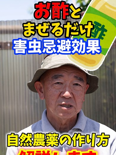 夏野菜栽培：酢＋唐辛子で作る害虫忌避の自然農薬