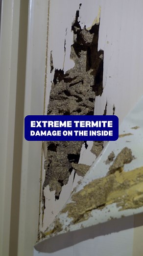 11K views · 29 reactions | We found termite damage in a master bedroom today Mud piles on the carpet gave it away Dead trees, fallen branches, and wet soil made it ideal for termites Even small maintenance issues can lead to serious damage #termitecontrol #brisbanepestcontrol #pestinspection #brisbanehomes | EPM PEST Control | Facebook