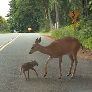 363K views · 4.3K reactions | Watch this mama deer help her baby get out of the road to safety ❤️ | NowThis | Facebook