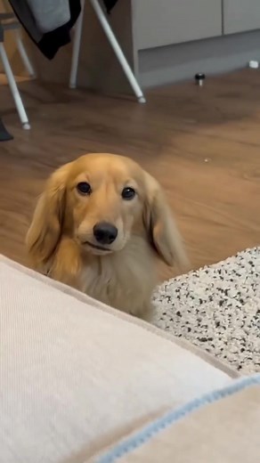 very silly dogs #dogs #dogsofttiktok #cutedog #dogmeme #meme