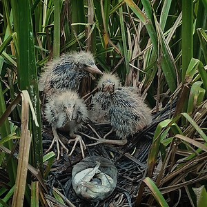 14K views · 599 reactions | The Baby Bird Sits And Eats Delicious Food in The Nest | Review Bird Nest | Facebook