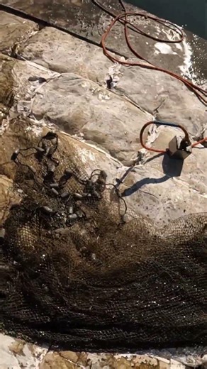 Another one saved from a cast net!#magnetjunkie #shorts #magnetfishing #fishing