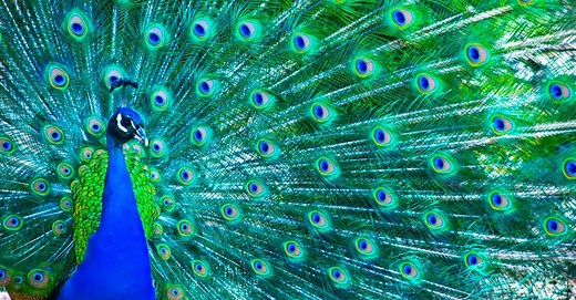 Peacock Lifespan: How Long Do Peacocks Live?