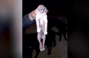 This one-eyed 'cyclops' pig was screwed over by evolution