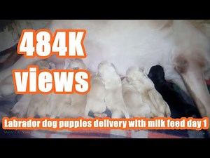 Labrador dog puppies delivery with milk feed day 1