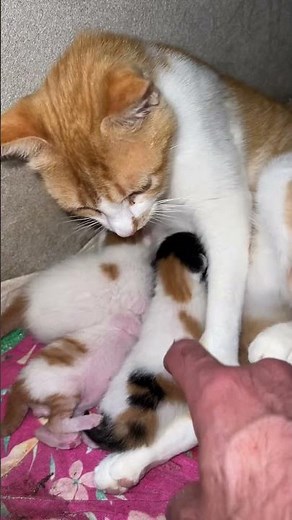 Mother Cat Nursing Her 3 Kittens – A Beautiful Moment!