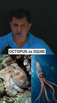 Octopus vs Squid: What’s the Real Difference?