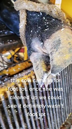 Cow Hoof Decay: Understanding Foot Conditions in Cattle