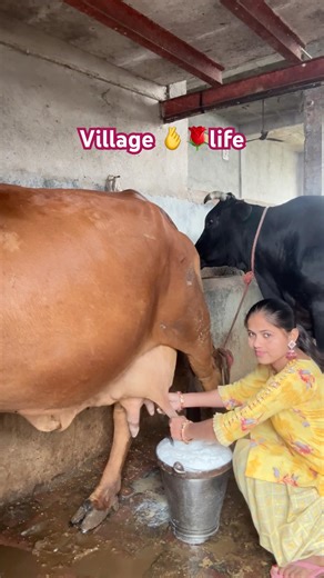 If you want to destroy the enemy by remaining silent #cow hand milking #viral video