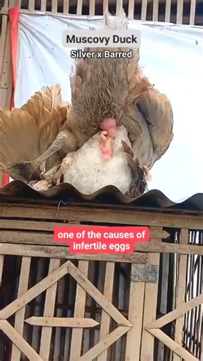 Banjar Andon Ki Waja — Muscovy Duck Issue #muscovyduck#animals#muscovy#patos46#pet#pets#video