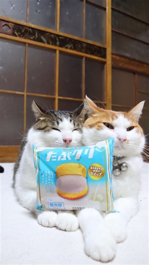 たぷクリ 251126 #のせ猫 #cat #cute #cutecat #ネコ #猫のいる暮らし #kitten #ねこ #animals #猫