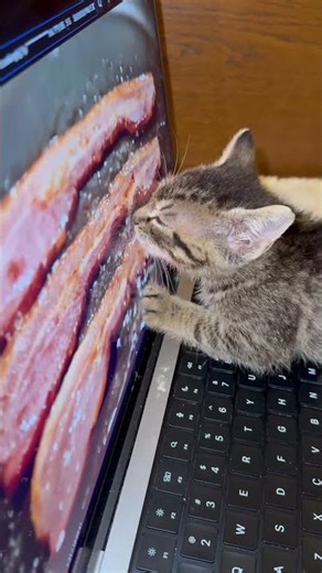 Kitten Tries to Eat Bacon Video on Laptop Screen